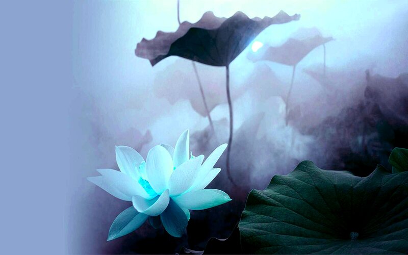 White Lotus Flower — Blue, Serene, Digital Art, Lotus Leaf