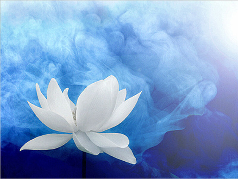 White Lotus Flower — Blue, Serene, Digital Art