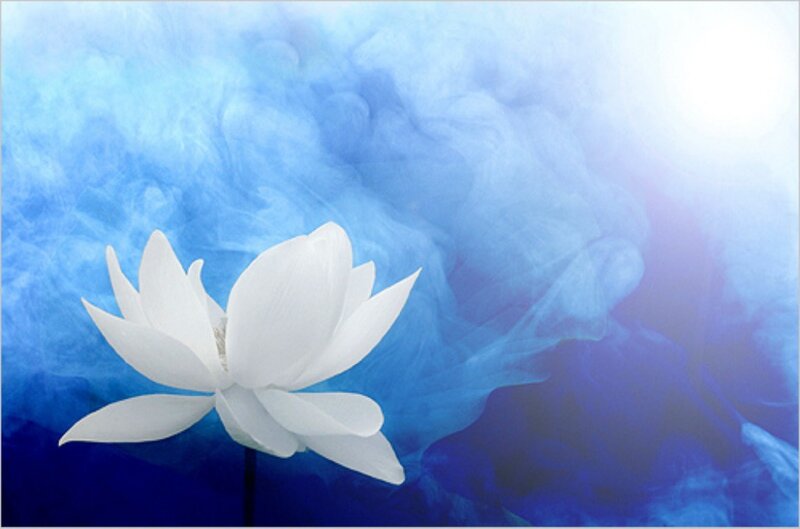 White Lotus Flower — Blue, Serene