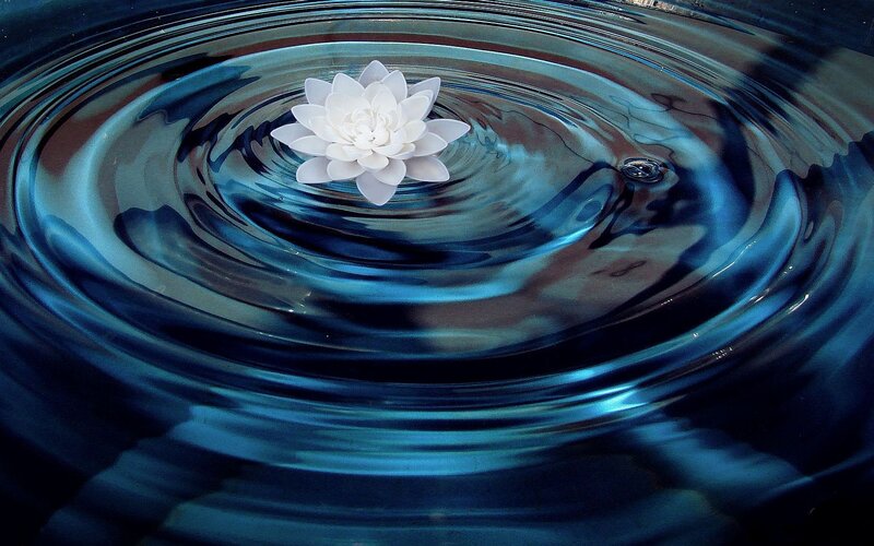White Lotus Flower — Blue