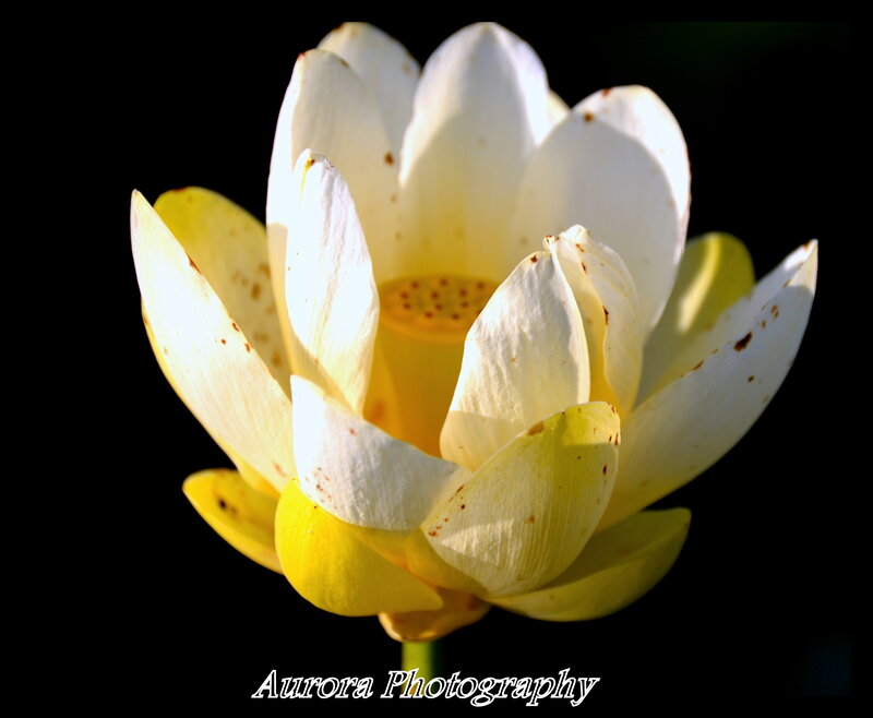 White Lotus Flower — Dramatic, Photograph, Petals, Stamen