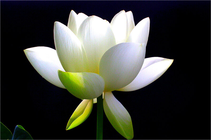 White Lotus Flower — Dramatic, Photograph, Petals