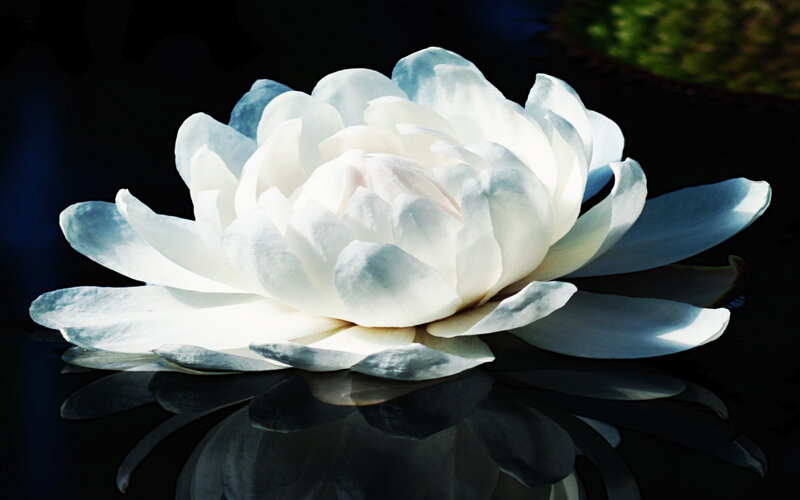 White Lotus Flower — Dramatic, Photograph