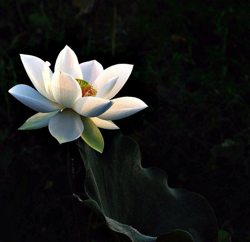 White Lotus Flower — Dramatic, Sunset