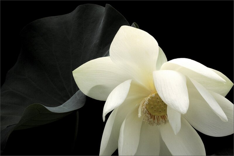 White Lotus Flower — Dramatic