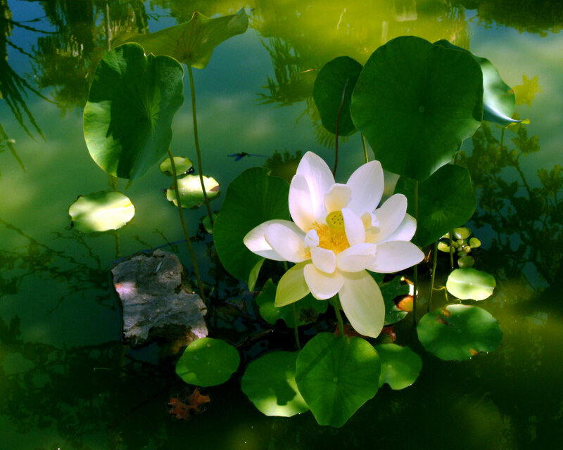 White Lotus Flower — Green, Serene, Afternoon, Photograph, Lotus Leaves, Pond Water