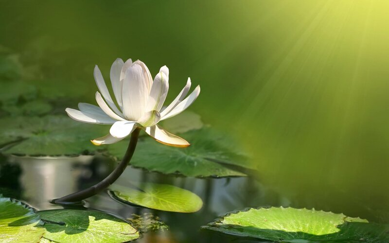 White Lotus Flower — Green, Serene, Afternoon, Photograph