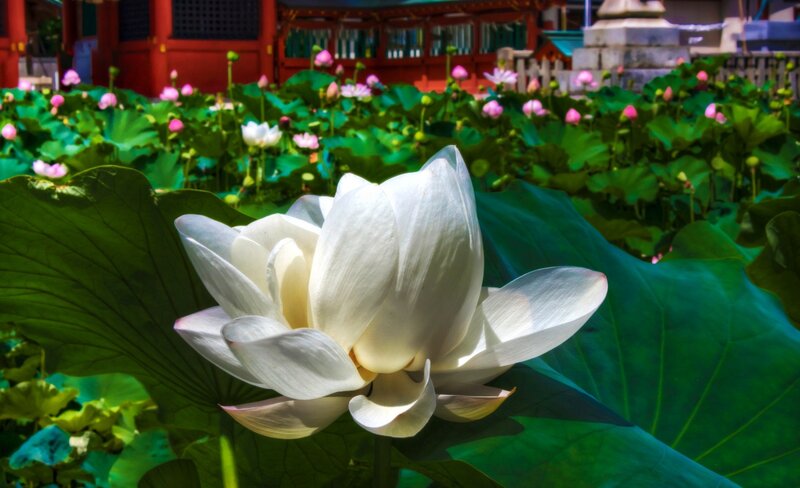 White Lotus Flower — Green, Serene, Afternoon