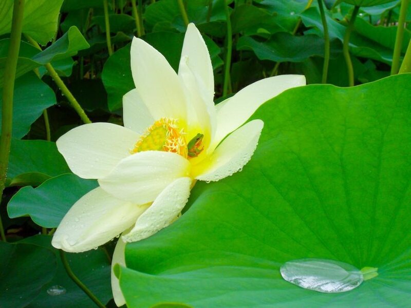 White Lotus Flower — Green, Serene, Morning, Photograph