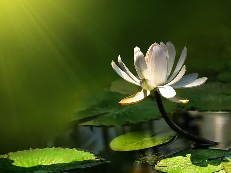 White Lotus Flower — Green, Serene, Morning