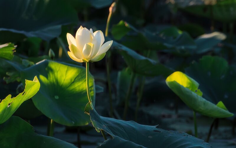 White Lotus Flower — Green, Serene, Sunset