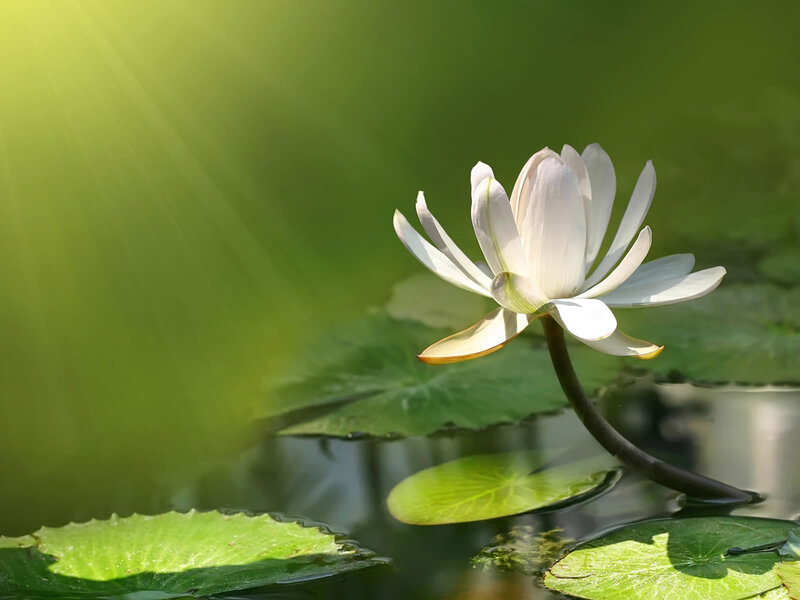 White Lotus Flower — Green, Serene
