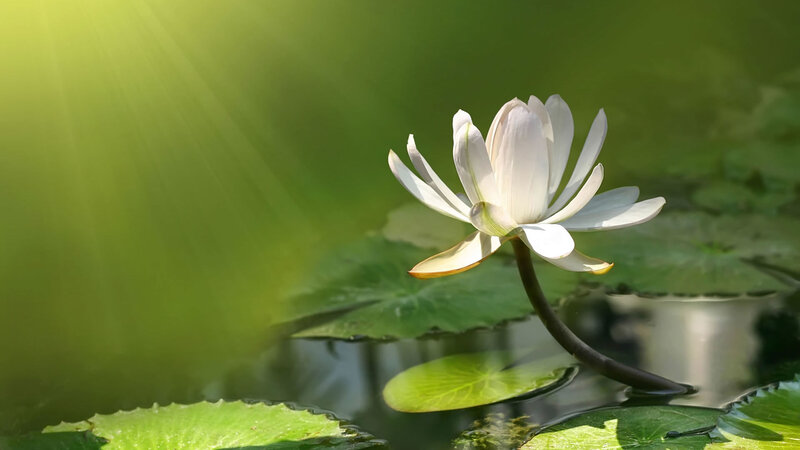 White Lotus Flower — Green