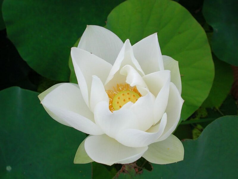 White lotus flower in bloom