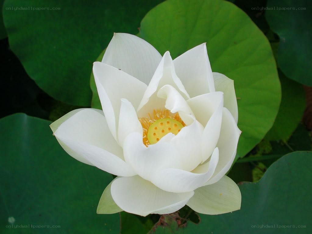 White lotus flower in bloom