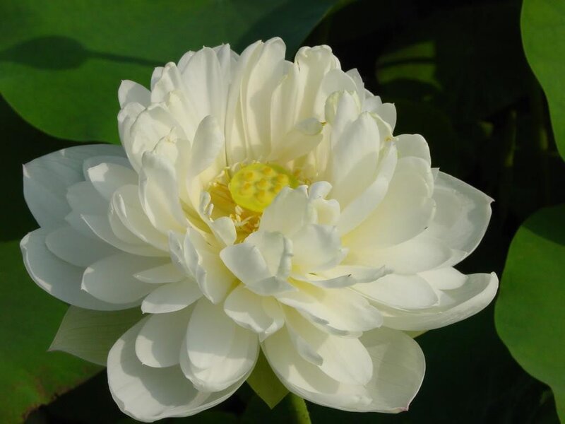 white lotus flower in bloom