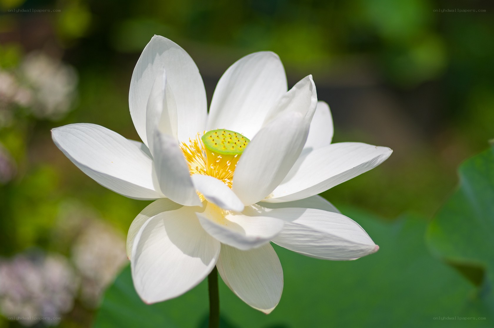 White lotus flower in bloom