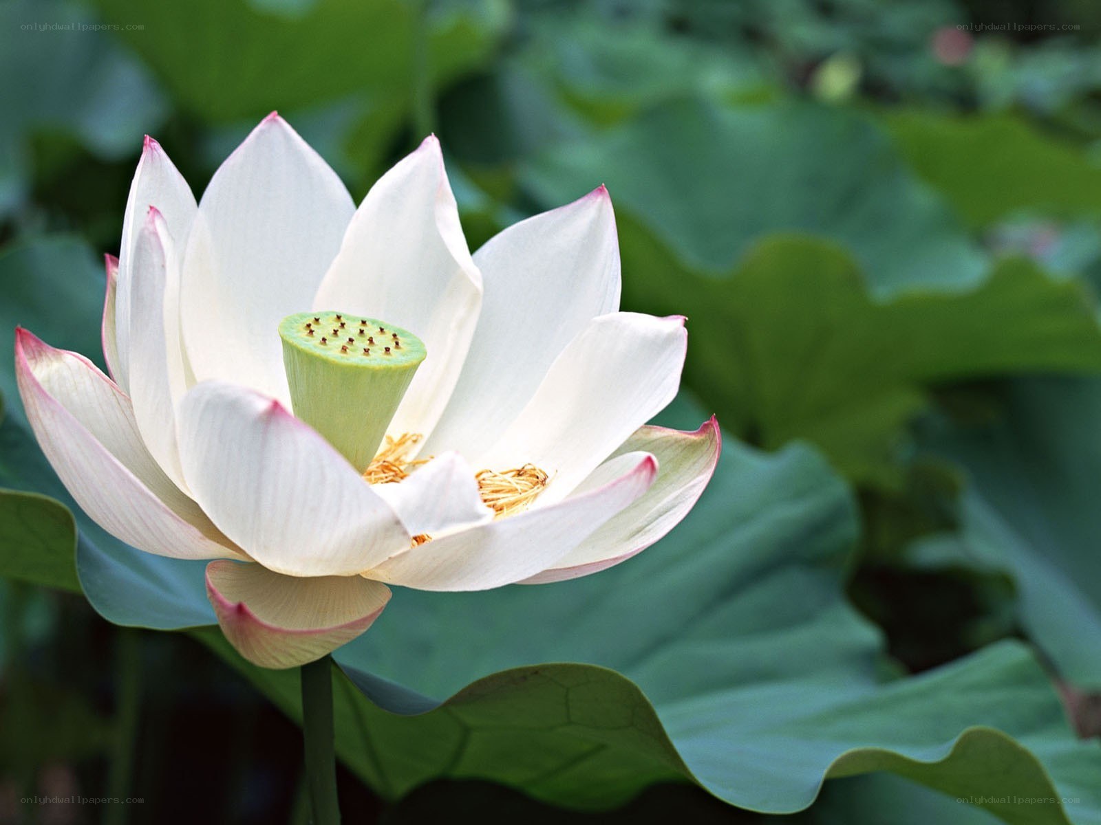 White lotus flower in bloom