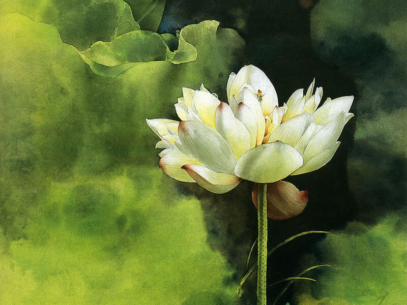 White lotus flower in bloom