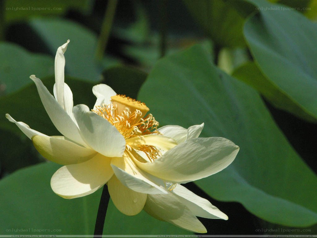 white lotus flower in bloom