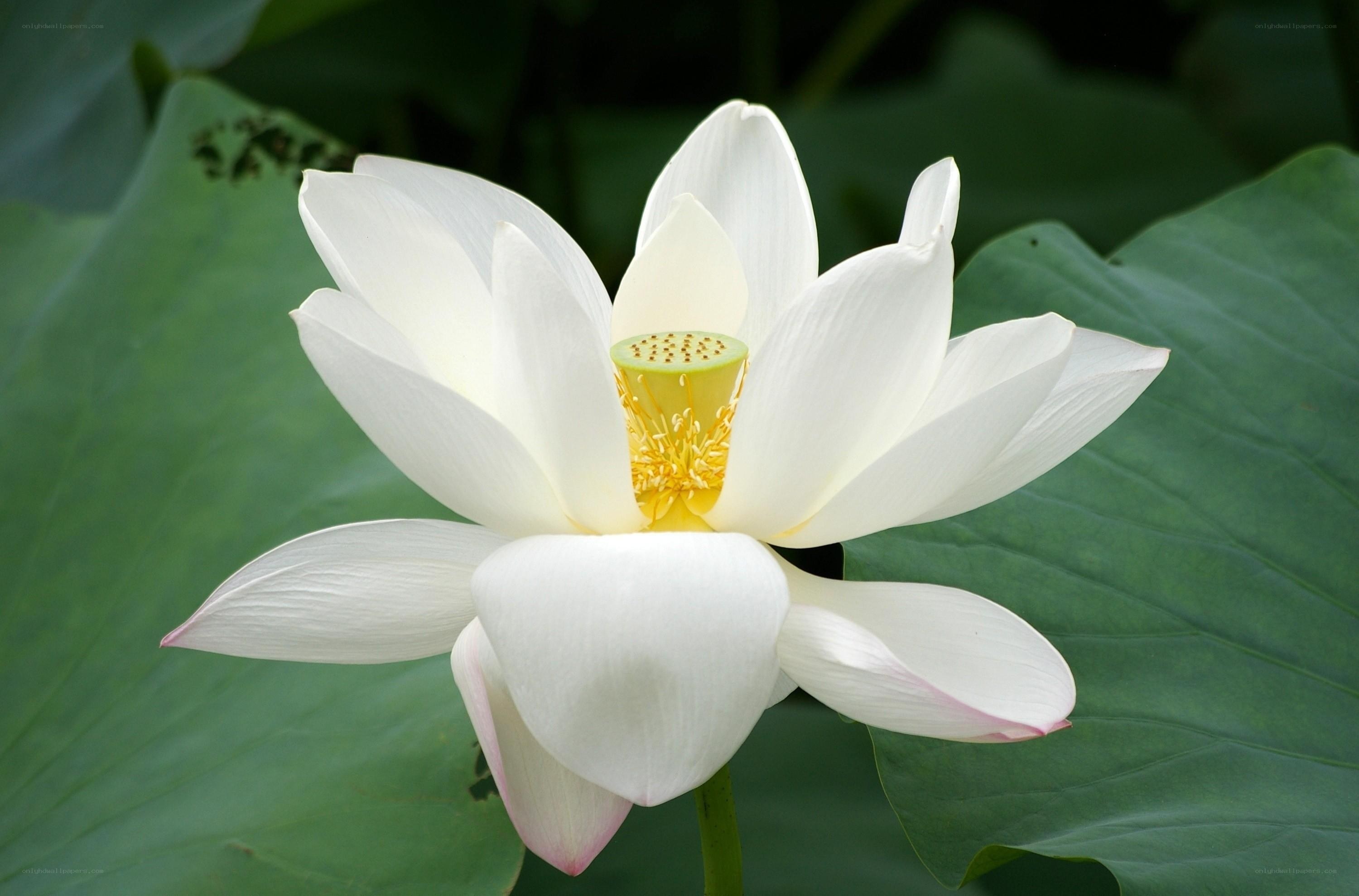 White lotus flower in bloom