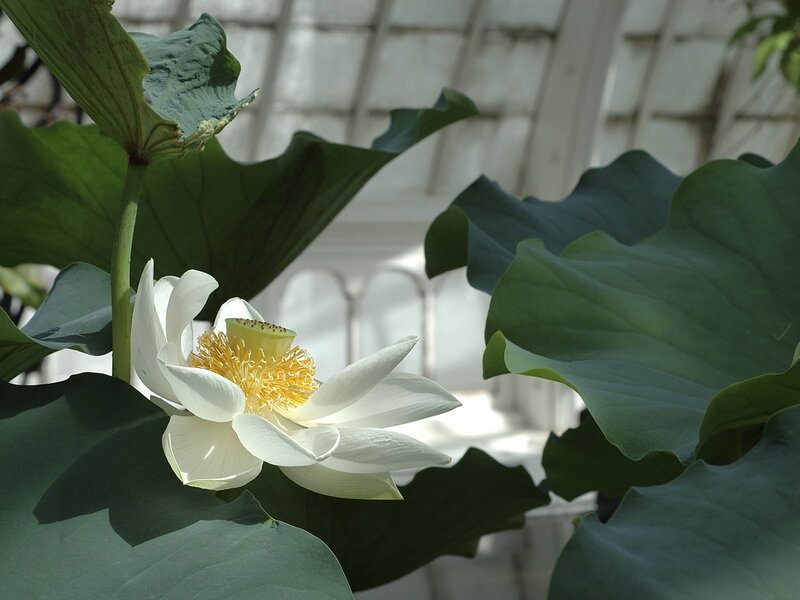 White lotus flower in greenhouse