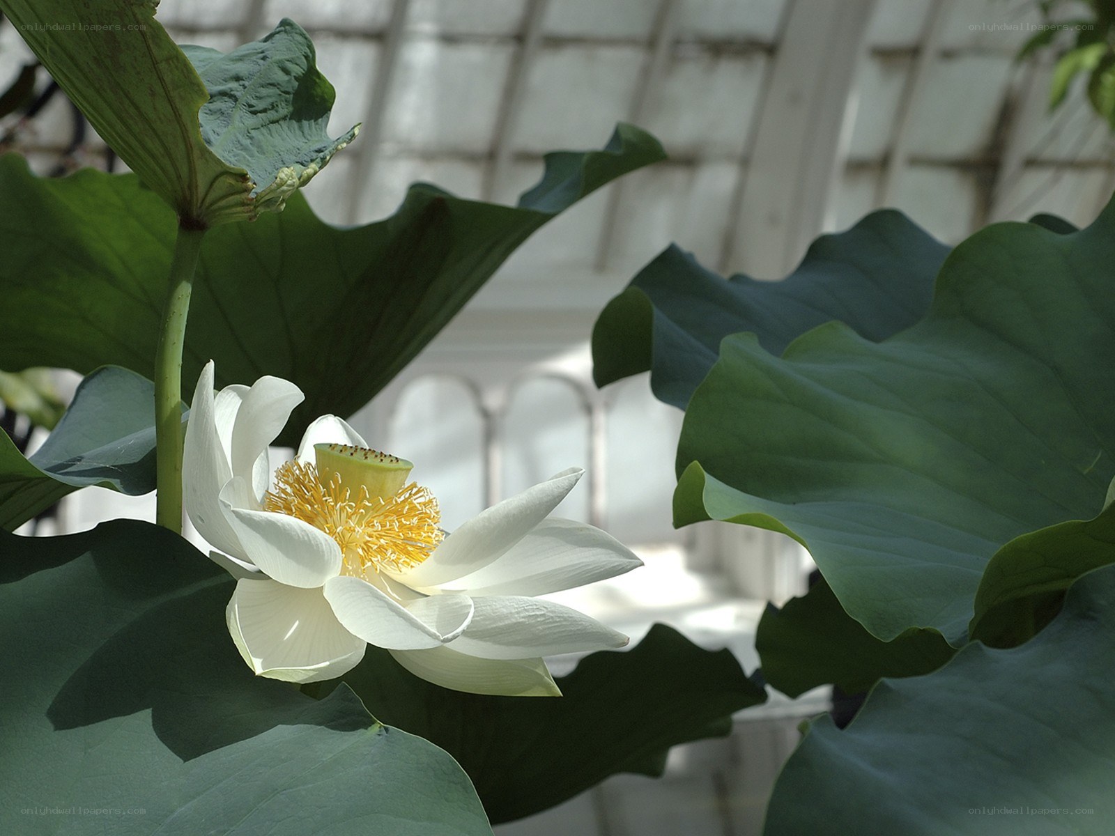 White lotus flower in greenhouse