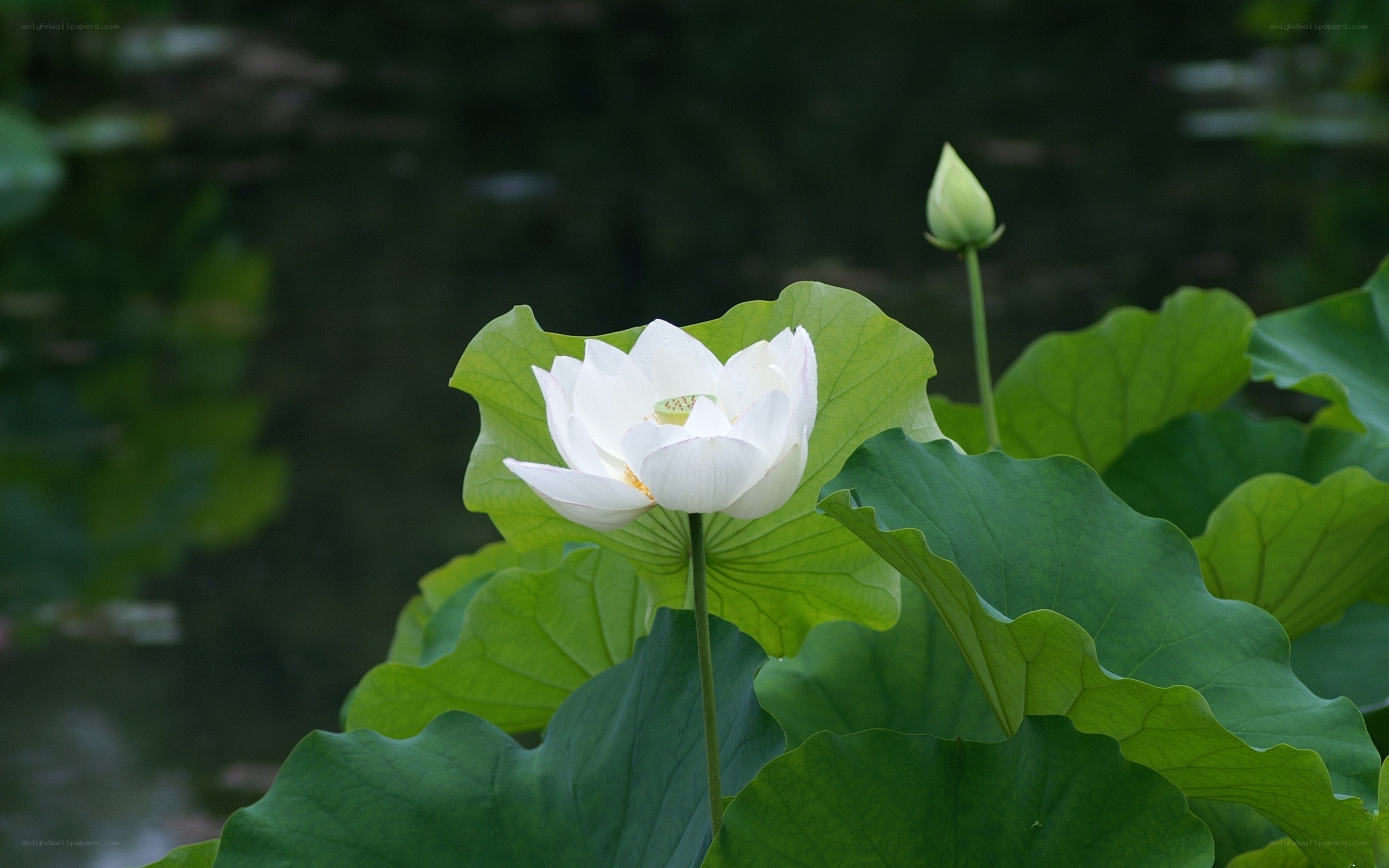 White lotus flower in pond