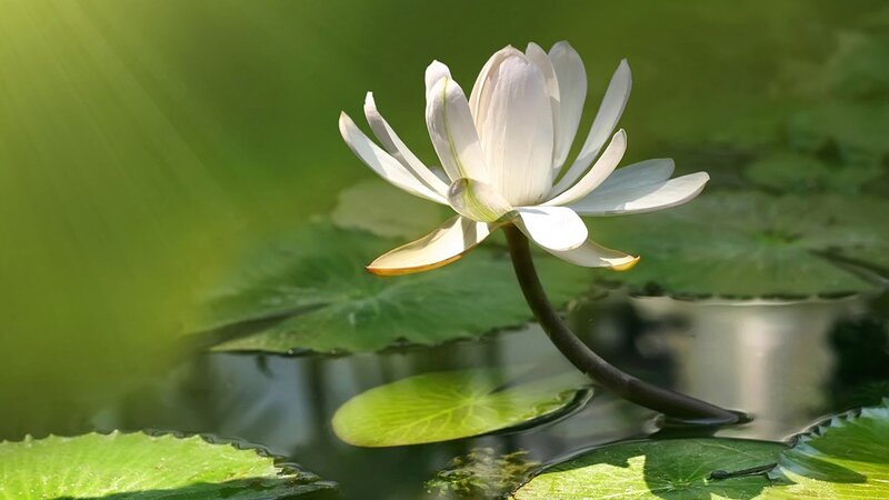 White lotus flower in pond