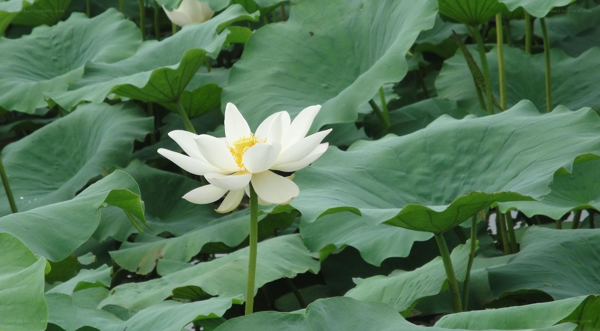 White lotus flower in pond