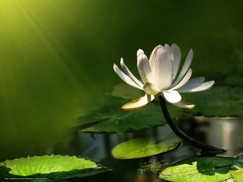 White lotus flower in sunlight