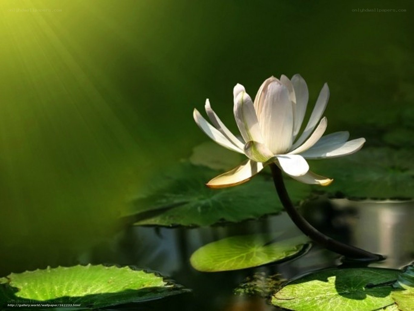 White lotus flower in sunlight