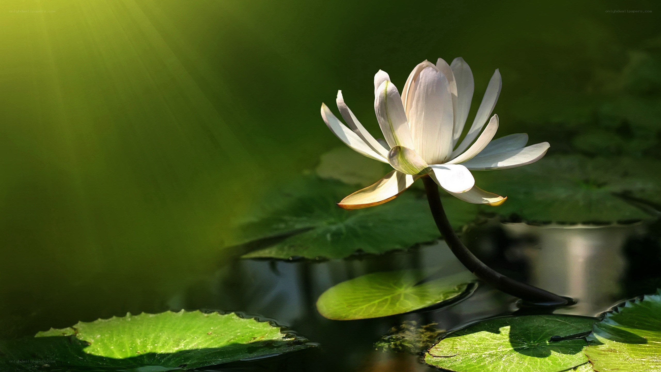 White lotus flower in sunlight