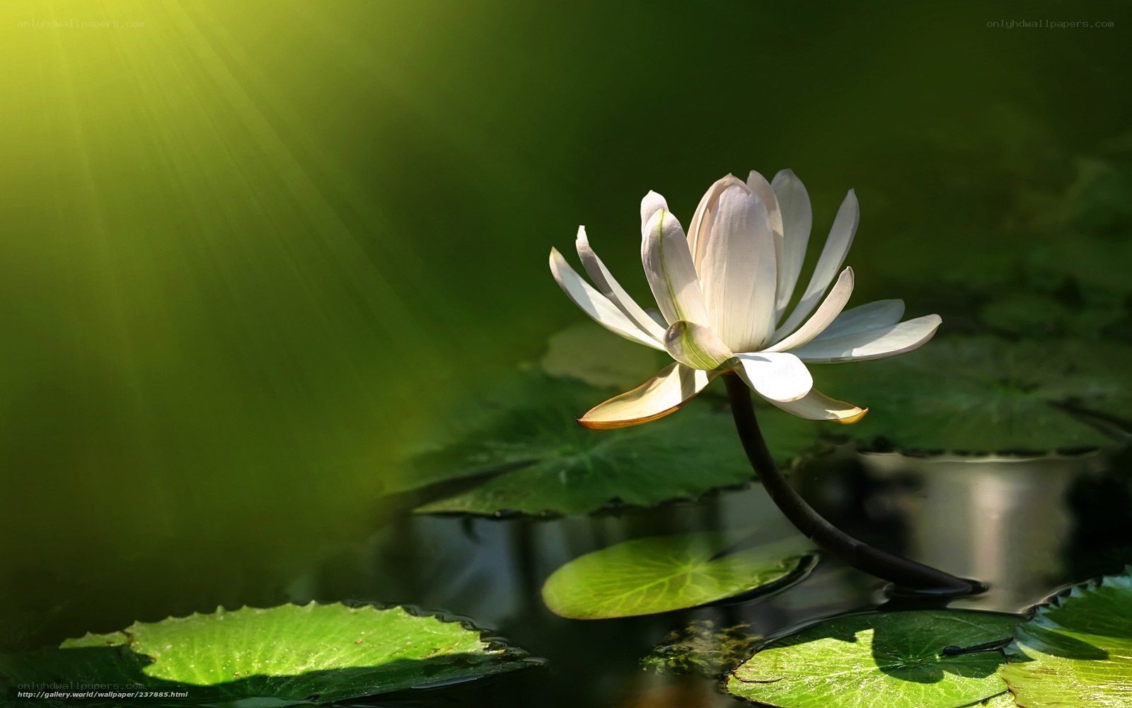 White lotus flower in sunlight