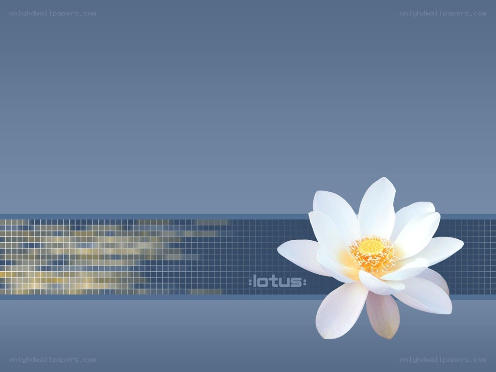 white lotus flower on blue