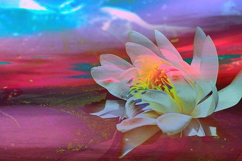 White Lotus Flower — Pink