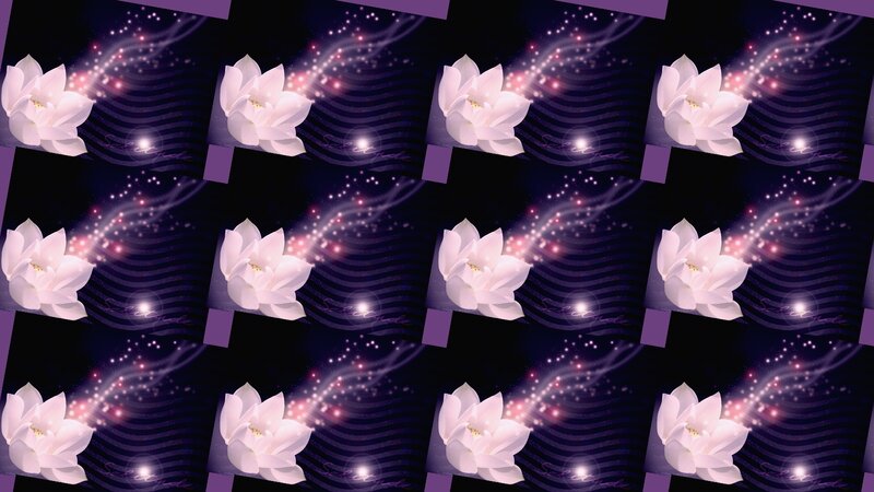 White Lotus Flower — Purple, Serene, Night