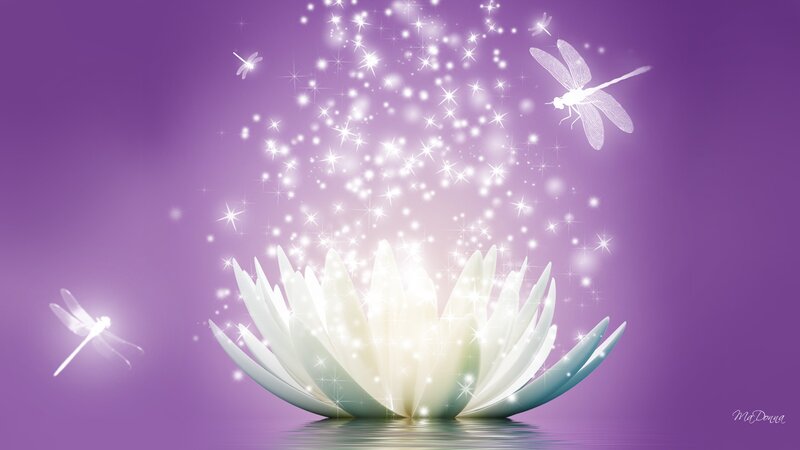 White Lotus Flower — Purple, Serene