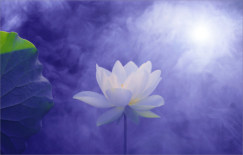 White Lotus Flower — Purple