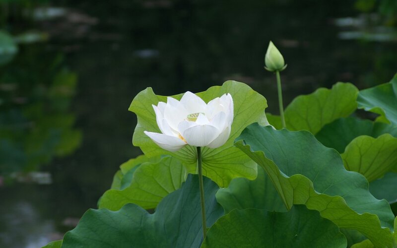 White Lotus Flower — Serene, Afternoon, Photograph, Lotus Bud
