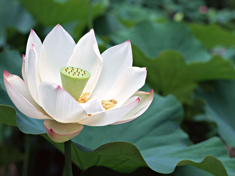 White Lotus Flower — Serene, Afternoon, Photograph, Lotus Seed Pod
