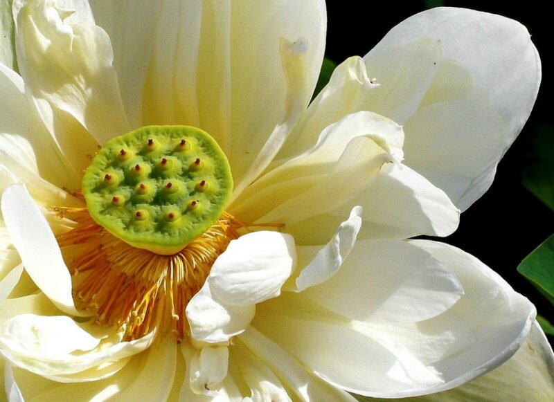 White Lotus Flower — Serene, Afternoon, Photograph, Seed Pod