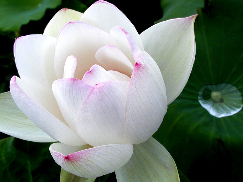 White Lotus Flower — Serene, Afternoon