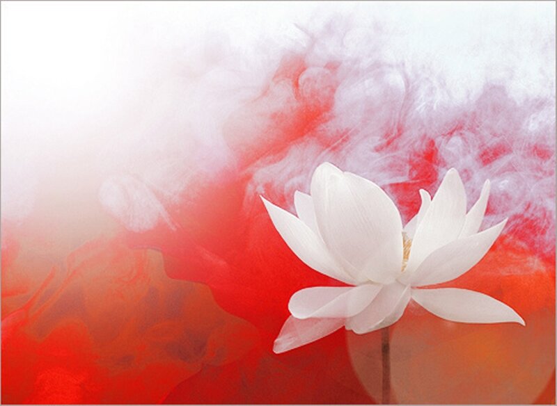 White Lotus Flower — Serene, Digital Art