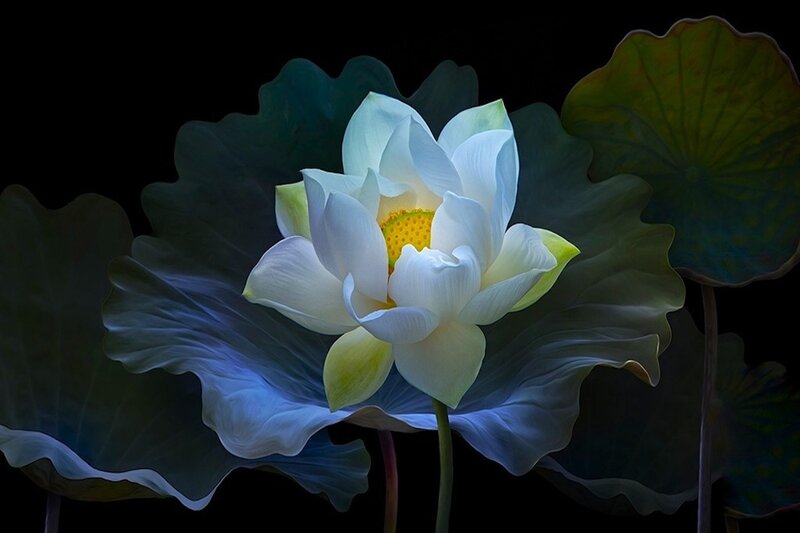White Lotus Flower — Serene, Night, Digital Art