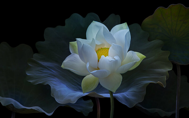 White Lotus Flower — Serene, Night, Photograph, Lotus Leaf, Yellow Center