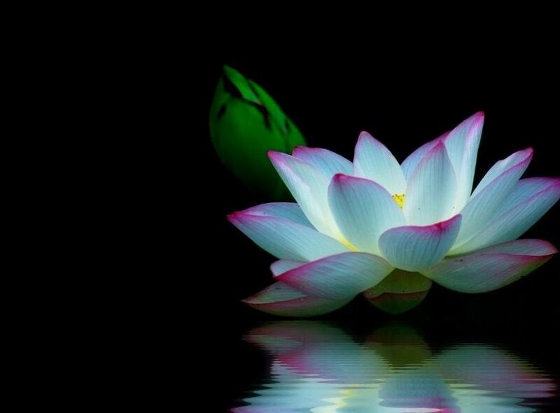 White Lotus Flower — Serene, Night, Photograph