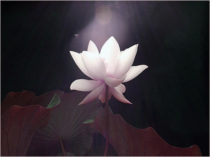White Lotus Flower — Serene, Night