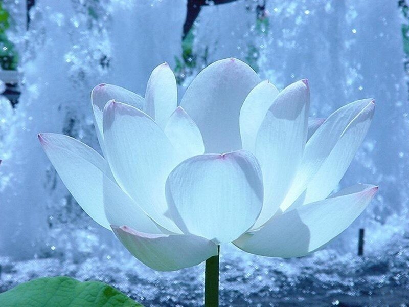 White Lotus Flower — Serene, Photograph, Fountain