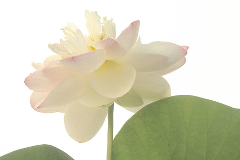 White Lotus Flower — Serene, Photograph, Leaf, Green
